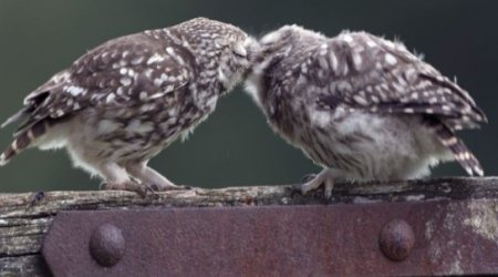 These two birds certainly turn heads as they seem to kiss - PHOTO