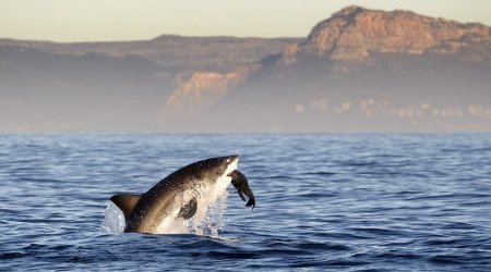 Incredible moment a Great White shark leaped out of the water - PHOTO