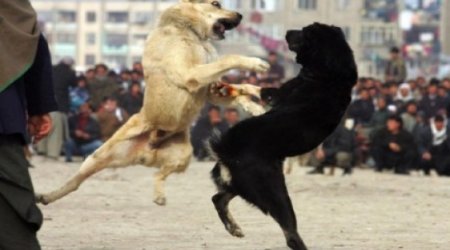 Cruel dog-fight in Azerbaijan - VIDEO