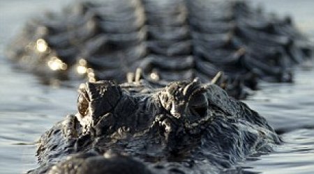 Python loses death match with Florida alligator and ends up in its jaws - PHOTO+VIDEO