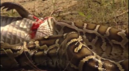 Invasion of the Giant Pythons - VIDEO