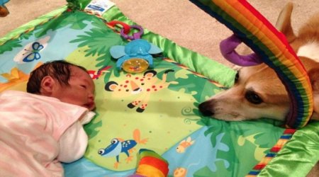 Little Claire couldn't ask for better friend than this protective corgi