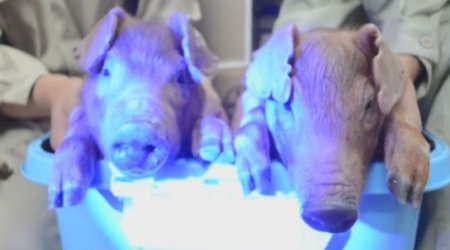 Scientists create the world's first glow-in-the-dark pigs using jellyfish DNA