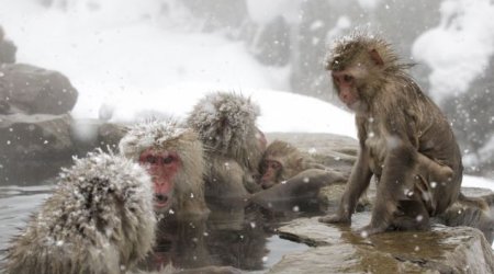 Take a moment to relax like this Japanese snow monkey - PHOTO