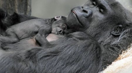 This adorable newborn gorilla clings on to her mother - PHOTO