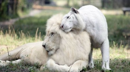 These brothers are the worlds first white ligers - PHOTO