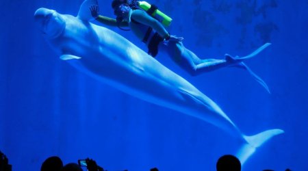 Beautiful photos show whales dancing in unison - PHOTO