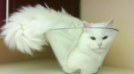 Bizarre practice of stuffing pets into jars seems to be growing - PHOTO