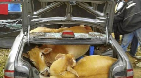Escape plan foiled after crooks stuff cattle in car - PHOTO