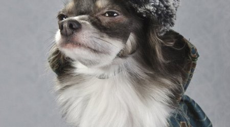 Meet the couture chihuahuas - PHOTO