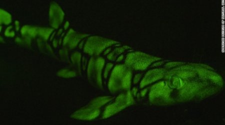 Fish put on new light - PHOTO