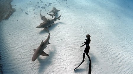 Diver who swims with sharks reveals his fear - PHOTO+VIDEO