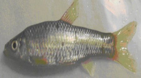 Two new fish species found in Azerbaijan - PHOTO