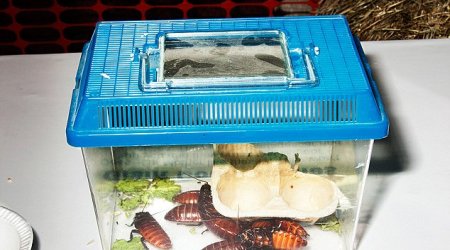 Introducing the weird and wonderful world of niche animal shows - PHOTO