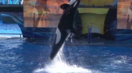 Despite Blackfish, SeaWorld expects record revenue for 2013