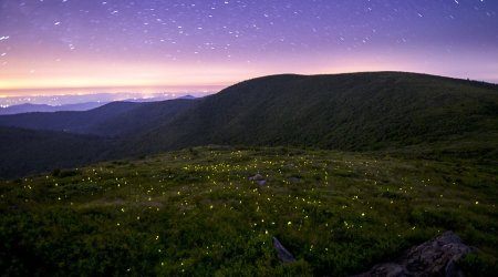 Mesmering images of fireflies caught using long exposure photography - PHOTO