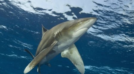 Giant US trade deal might weaken shark fin ban