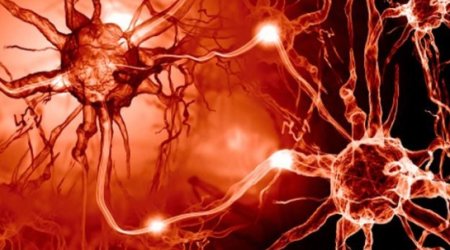 Sex in the brain: A fruitless hunt?