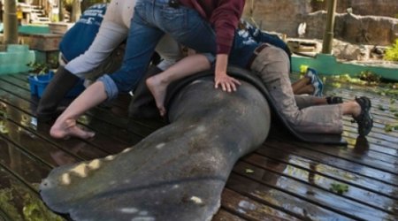 Where have all sea cows gone?