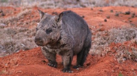 Protecting a wombat species that is as fast as Usain Bolt