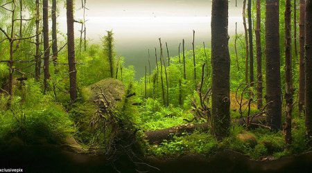Welcome to the highly competitive sport of aquascaping - PHOTO+VIDEO
