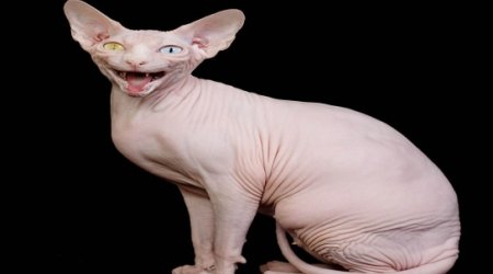 Gina the odd-eyed cat is a prize-winning champion - PHOTO