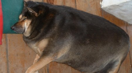 Pet foods containing huge amounts of salt, sugar, oils and fats