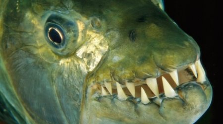 First video of fish leaping into air to prey on birds - VIDEO