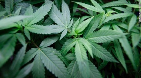 Is marijuana as safe as -- or safer than -- alcohol?