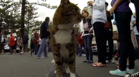 Skateboarding cat who lives life in the fast lane - PHOTO