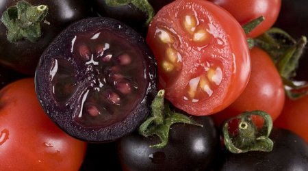 Scientists develop purple tomatoes to create 2,000l of modified fruit juice - PHOTO