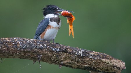 Kingfisher catches huge goldfish and wolfs it down in a single gulp - PHOTO