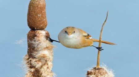 Jean-Claude Van Damme will be proud