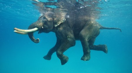 Animals take a swim - PHOTO