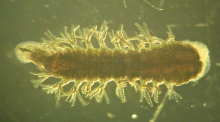 This 'Super Leech' Can Survive At -320 Degrees