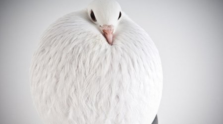 Here are some pigeons modelling, just because - PHOTO