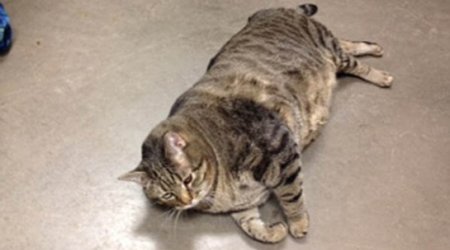 Fat cat needs a home