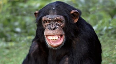 Humans are more than clever apes?