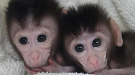 Genetically modified monkeys created with cut-and-paste DNA