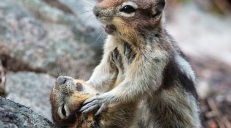 Why you little! - PHOTO