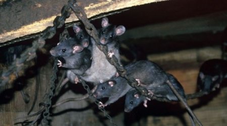 Giant rats ‘bigger than sheep’ could roam the earth in future