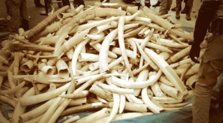 Does destroying ivory save elephants?