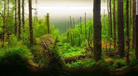 This is the eerie, beautiful world of aquascaping - PHOTO