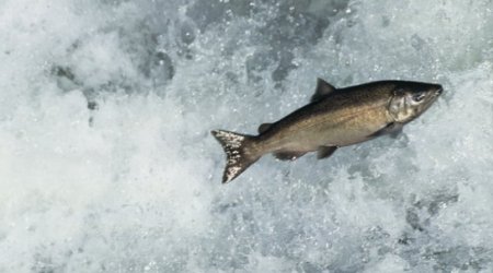 Pacific salmon migrate with a 'magnetic map'