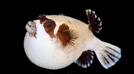 Underwater nightlife in the Red Sea - PHOTO