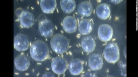 Scientists control tiny motors inside cells