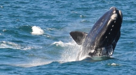 Scientists count whales from space
