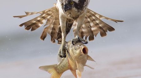 Osprey swoops to seize the prey - PHOTO