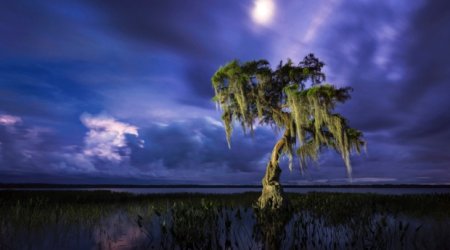 International Garden Photographer of the Year 2014 - PHOTO