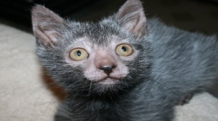 Breeders develop a CAT that looks like a WEREWOLF and acts like a DOG